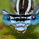 Damselfly